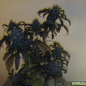 One FLO plant just before harvest. 63 days in 12/12