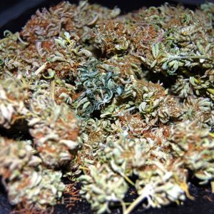 Medijuana w. Humate Supreme - soil