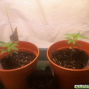 my plants at 5 week :)
