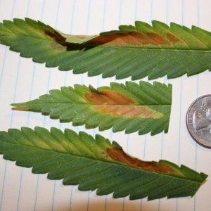 Brown leaf problem