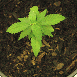 Plant 4