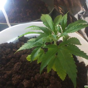 Week 3, first grow, lucy