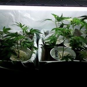 3 and a half weeks and the hempy cups for big clones