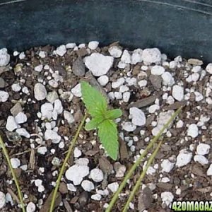 New seed sprout