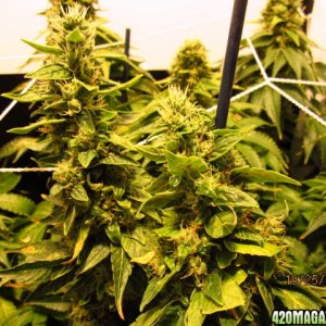SuperCloset_Deluxe_2.0 Chem Dawg Flower
