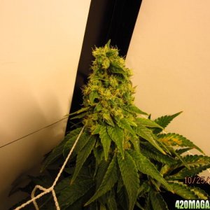 SuperCloset_Deluxe_2.0 Chem Dawg Flower