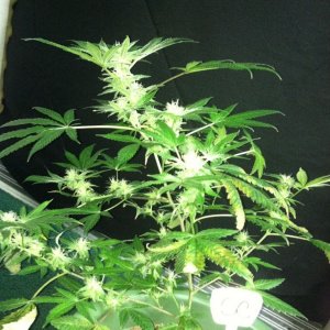 Day 39 Flower Strawberry Cough (1)