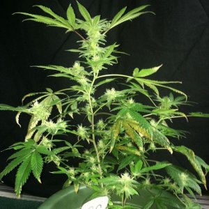 Day 39 Flower Strawberry Cough (2)
