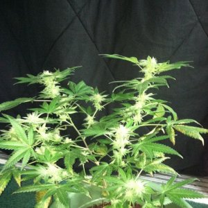 Day 39 Flower Strawberry Cough (3)