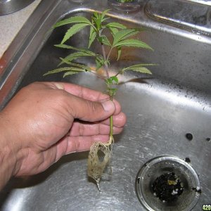 Rinsing plants to move to hydro