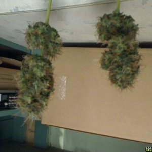 12_26_Bagseed_1_First_2_Branches_Harvested_2_