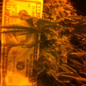 Big cola of super bud seeds from Greenhouse seeds