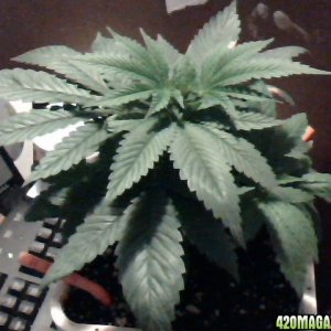 Kosher Kush, how its supposed to look at this stage...
