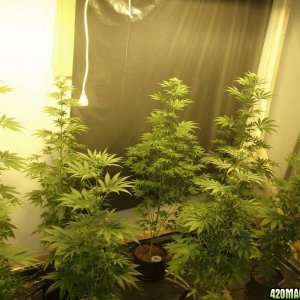 My grow all Feminized Snow White and PPP