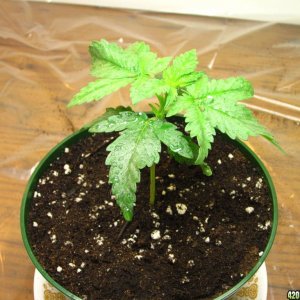 1st plant