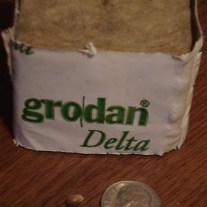 Seed with Grodan Delta Block