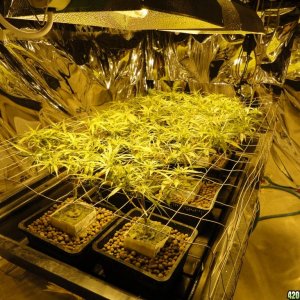 Double-O First Scrog 20120322