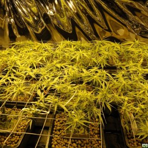 Double-O First Scrog 20120325