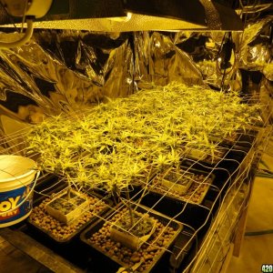 Double-O First Scrog 20120329-02