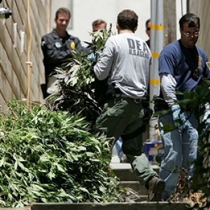 Medical-Marijuana-Crackdown
