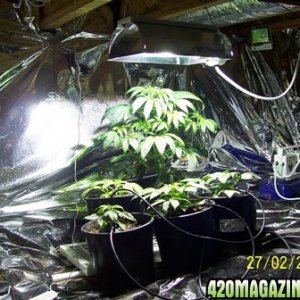 Grow room picture