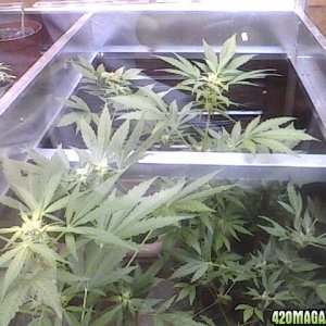 my first try cheese automatic and fruit autoflowering