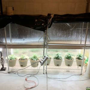 My ghetto rigged grow room