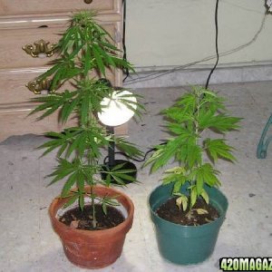 2 plants