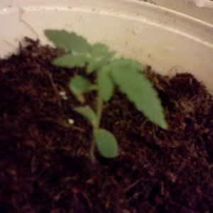 first grow #1