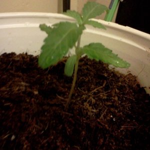 first grow #2