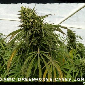 Organic_Greenhouse_Casey_Jones