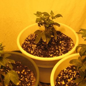 3 ladies 12/12 from seed approx 28 days