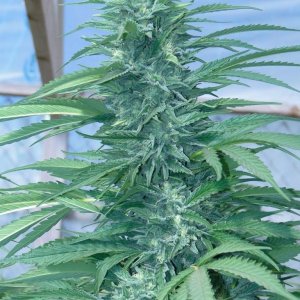Blueberry_x_Cheese_Cola