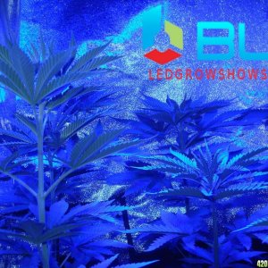 here is a cool picture of the growblu logo and some plants
