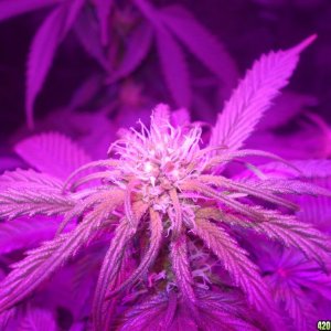 closeup shot of a led grow bud starting to pack on