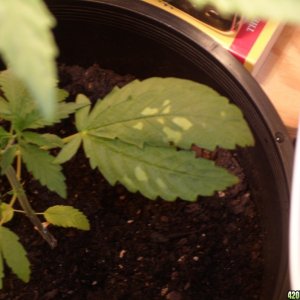 4 week old plant