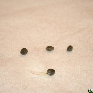 Germinated Seed