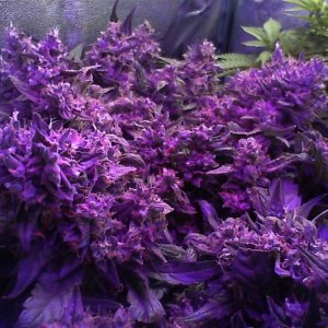 11/8/12 Pineapple Express Auto Day 42 flower