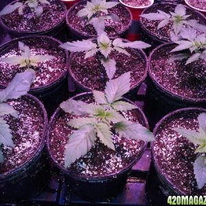LED Weed Girls Jack Herer Veg #36 2012-11-07