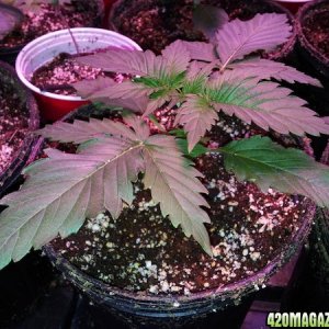 LED Weed Girls Jack Herer Veg #39 2012-11-10