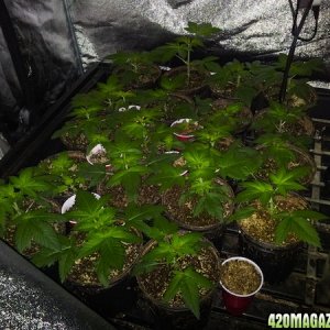 LED Weed Girls Jack Herer Veg #41 2012-11-15