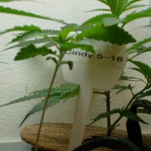Cindy99_almost_3_weeks_since_we_found_her_seed