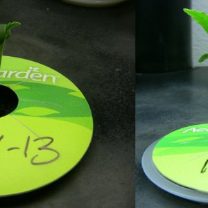 aerogarden lsd germination nutridip trimeter firsttime grow