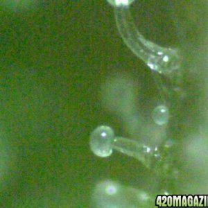 Microscopic view of bud