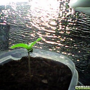 sproutling day 8