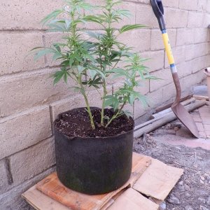 first Smart-Pot grow, smartpot