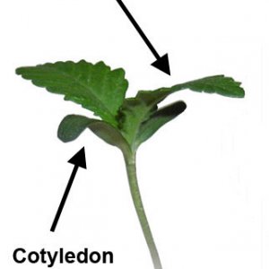 Cotyledon & True Leaves