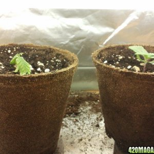 First grow- Day 9