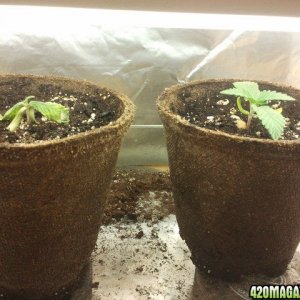 First grow- Day 10