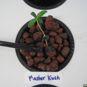 Master Kush seedling